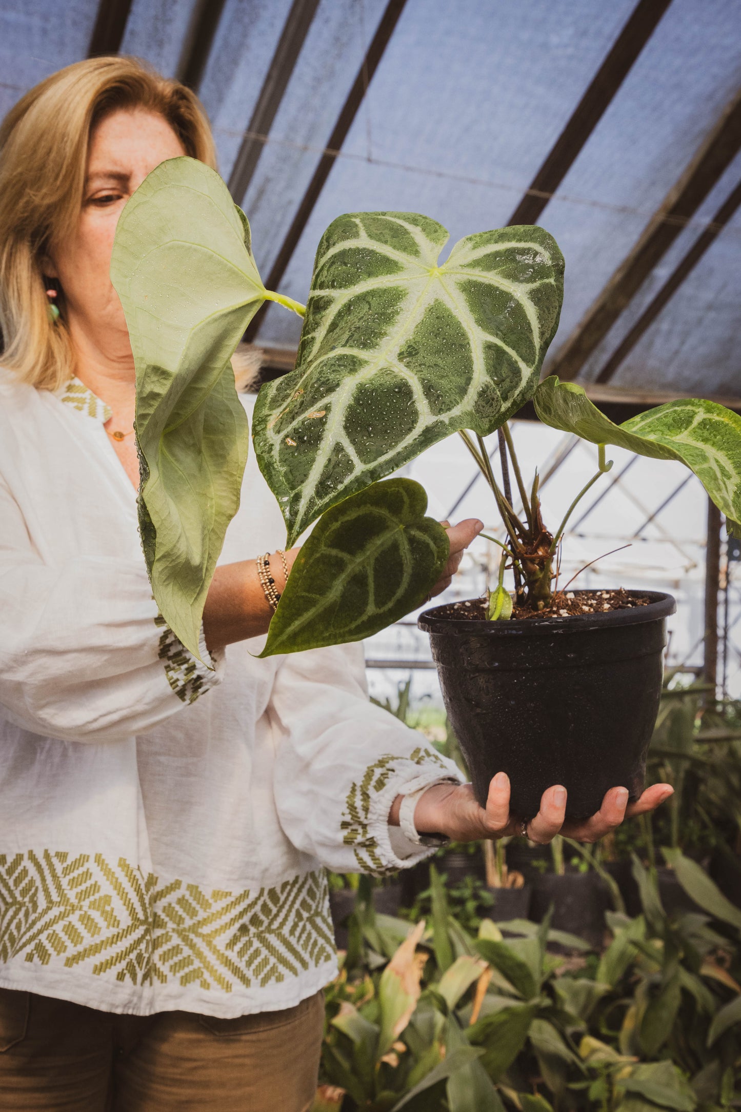 Anthurium CRISTALLYUM - Elegancia en interiores