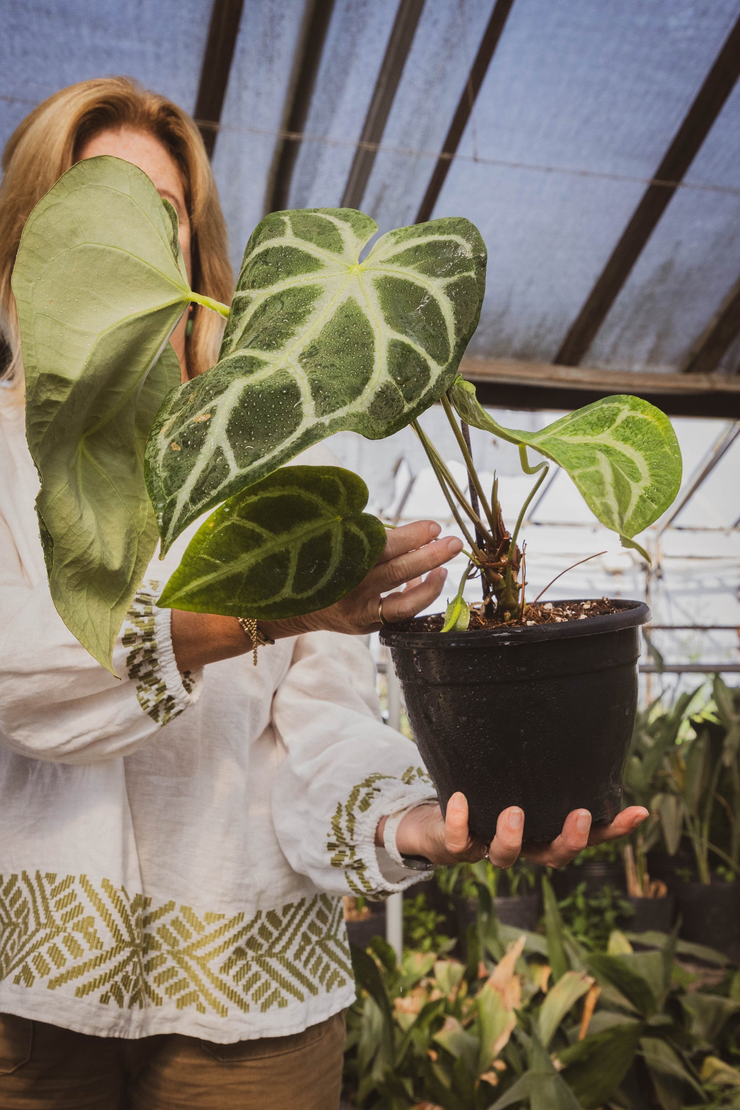 Anthurium CRISTALLYUM - Elegancia en interiores